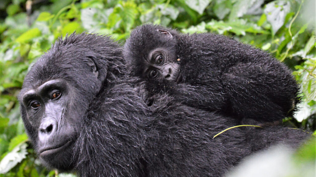 Mother ape with baby ape on back