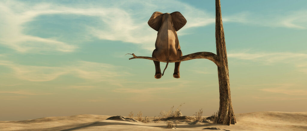 Elephant sitting on a tree branch